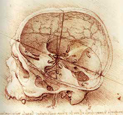 the human brain1